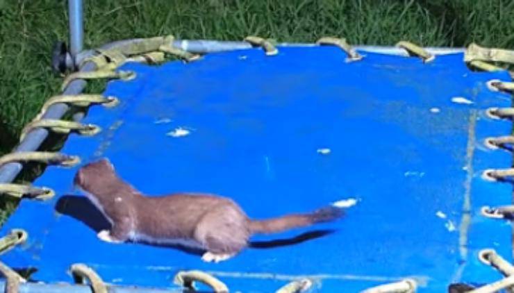 Ermellino sul trampolino (Foto video)
