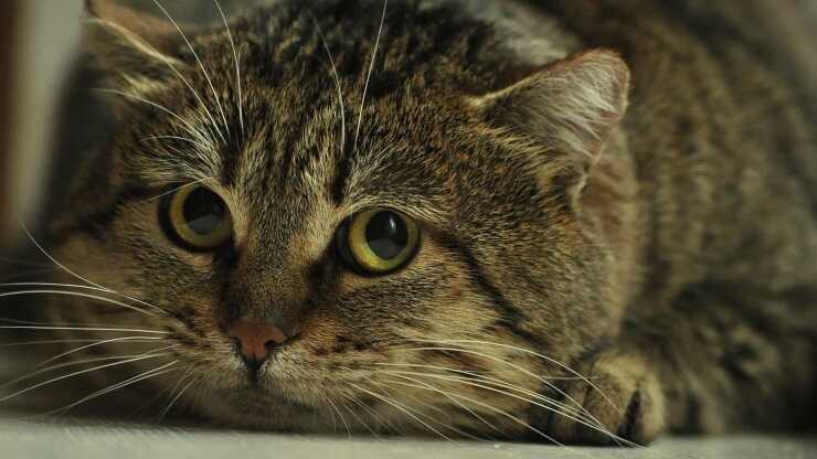 fattore silenzio gatto