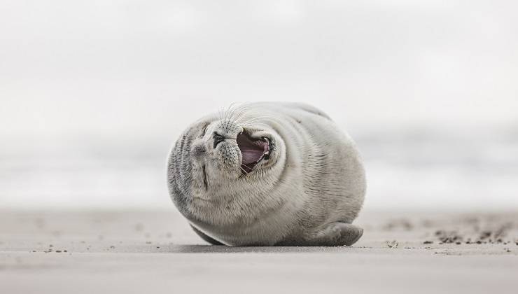animali e risata