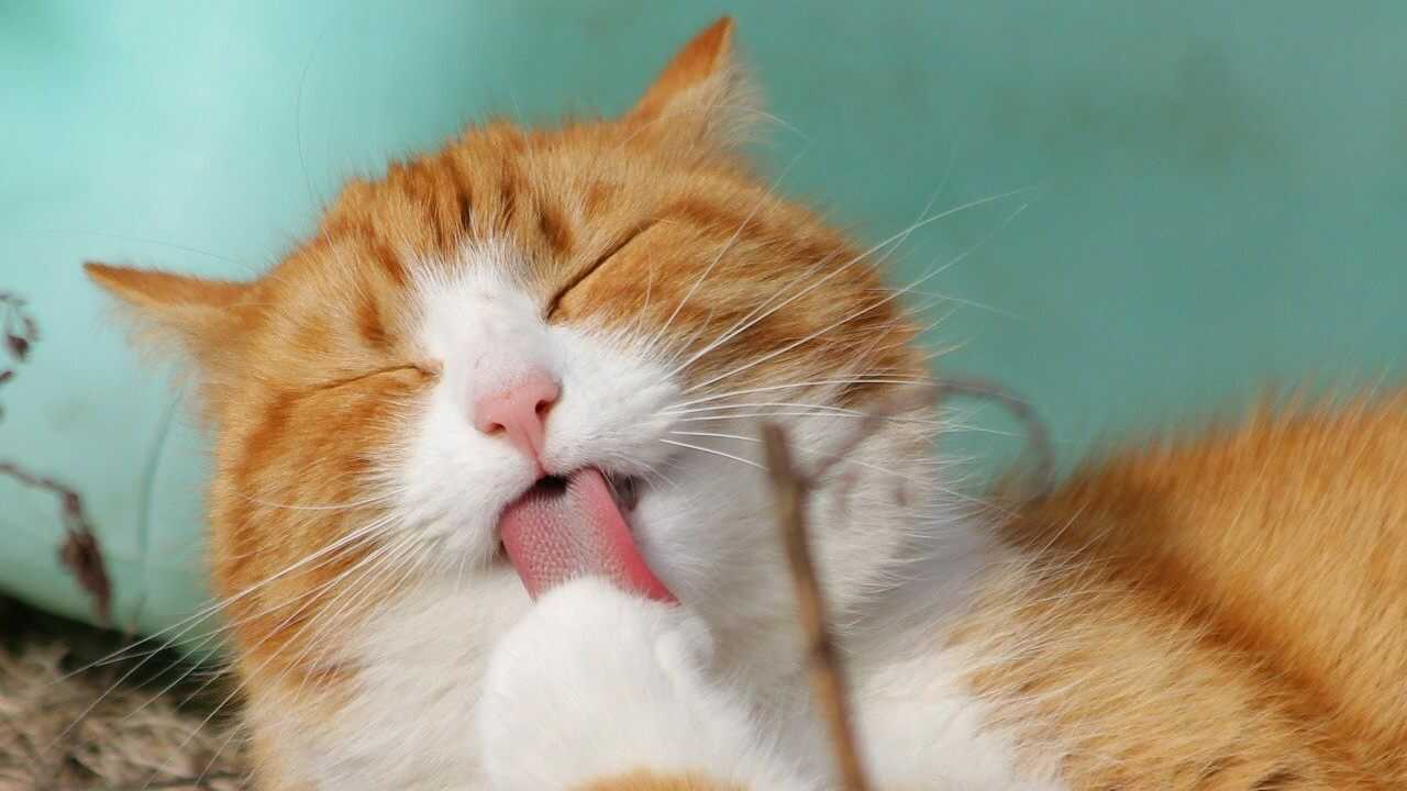 gatto si lecca pelo funzioni pelo gatto