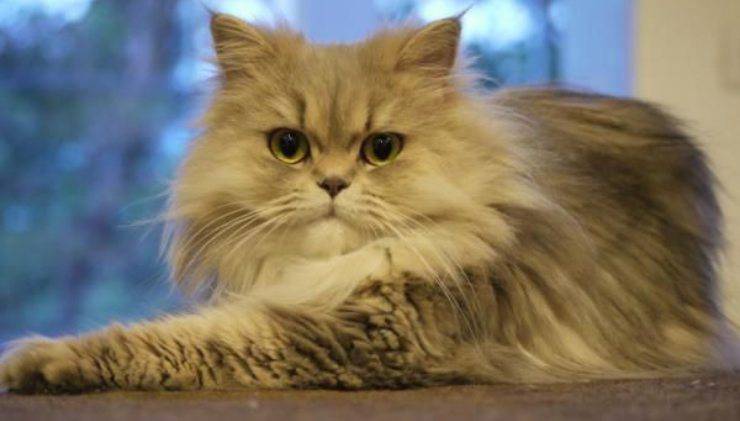 gatto Persiano