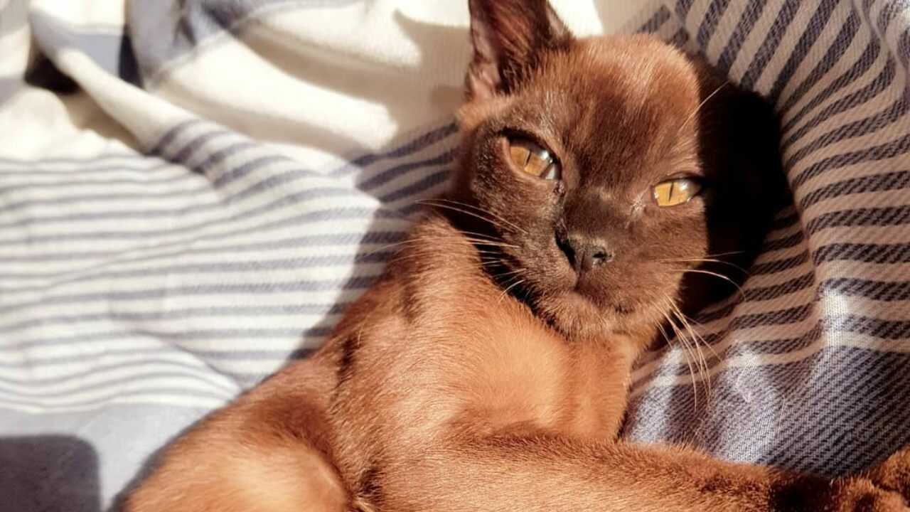 gatto burmese