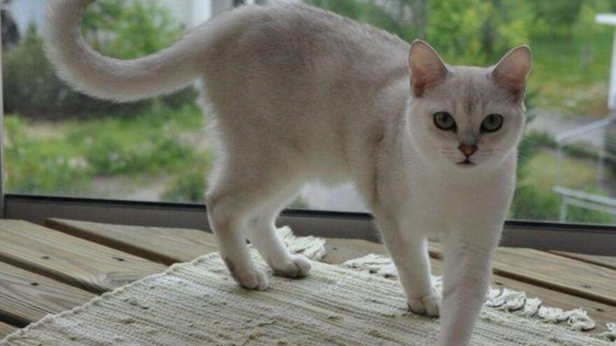 gatto burmilla