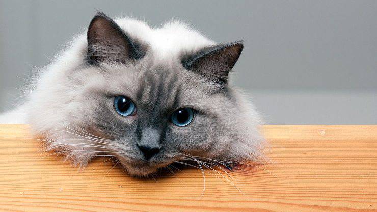 gatto colourpoint