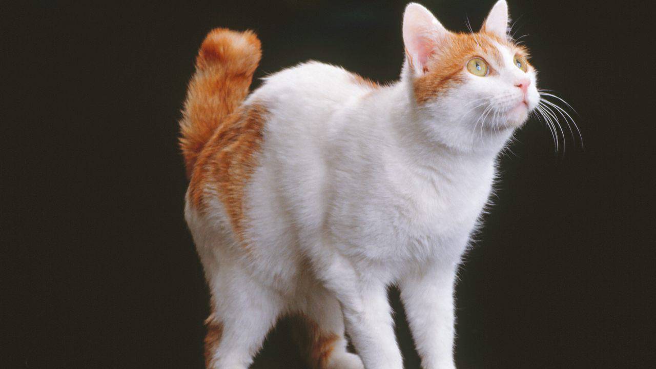 bobtail giapponese gatto cultura giapponese