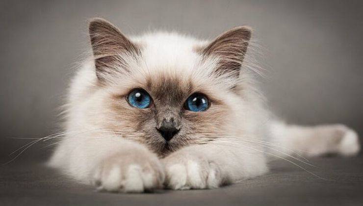 gatto malato