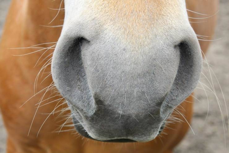 Olfatto del cavallo