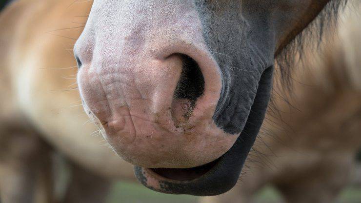 Olfatto del cavallo