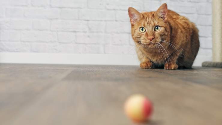 i gatti capiscono la permanenza dell oggetto 