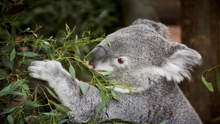 Il koala non beve Il koala non beve