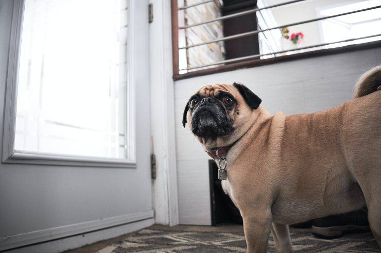 Cane cammina per casa
