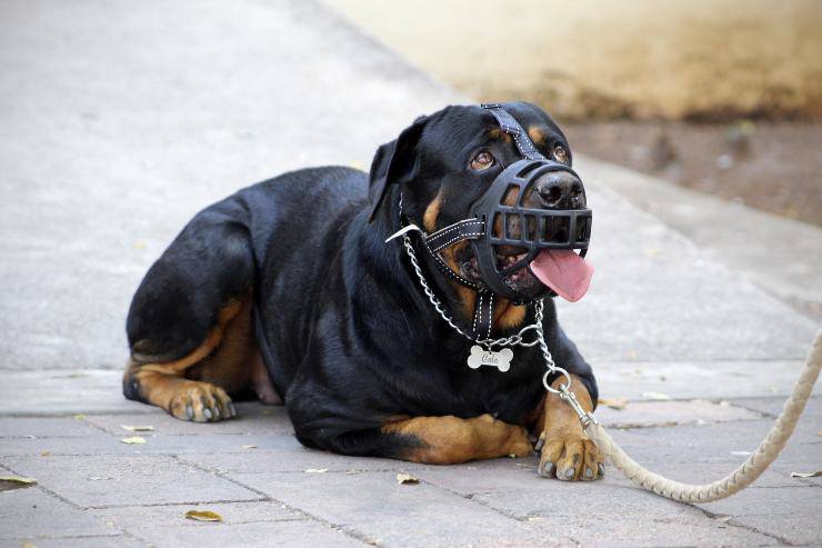 Come abituare il cane alla museruola