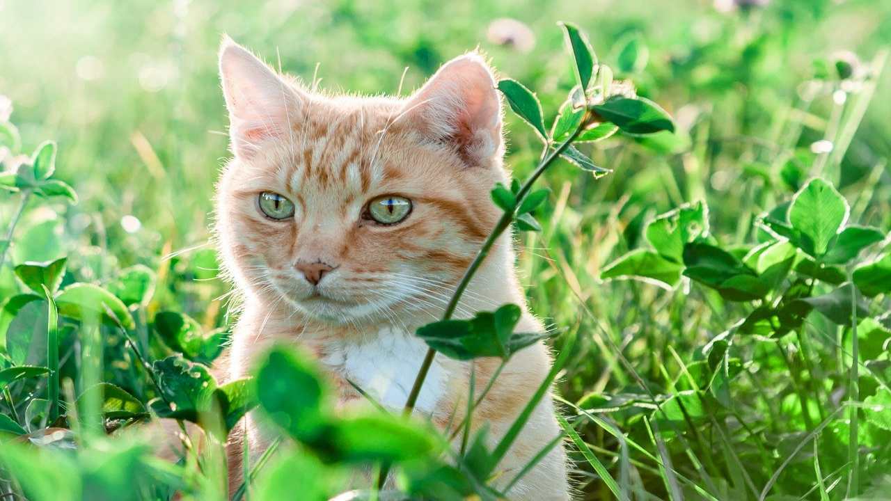 Erbe medicinali per il gatto