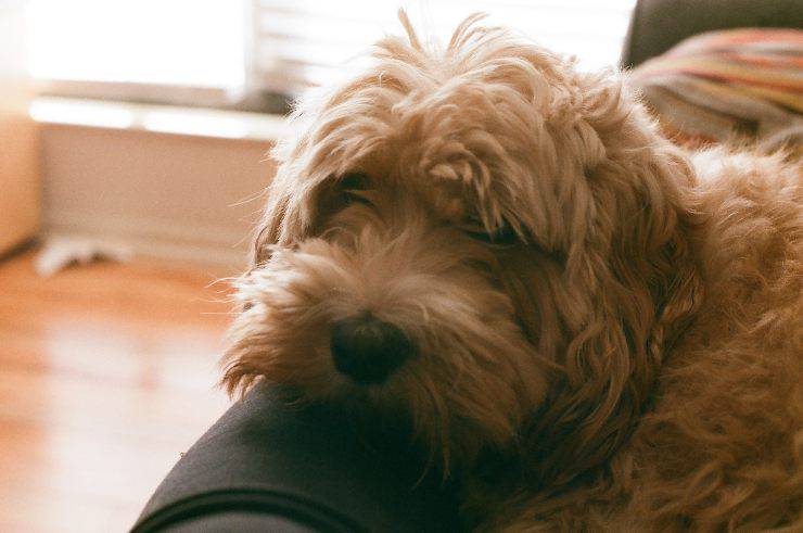 Il comportamento di fido