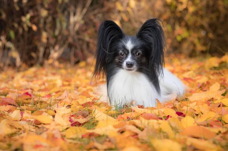 Fido sulle foglie