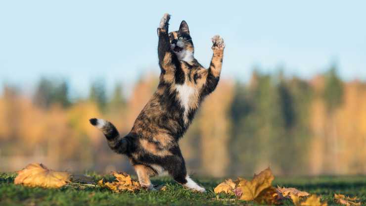 gatto salta di lato perché gatti saltano lateralmente