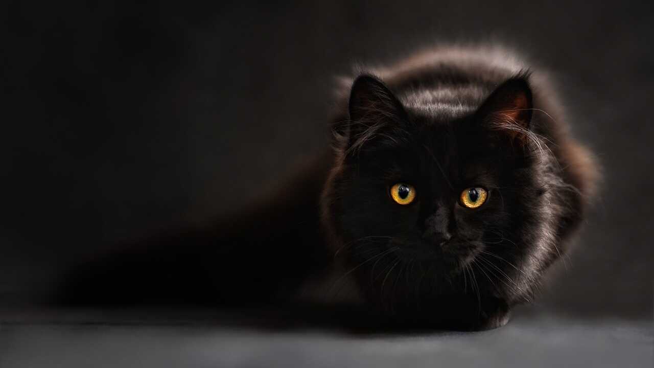 occhi gatto perché gatto evita contatto visivo