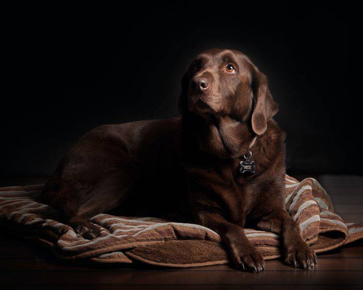 Come stimolare l'appetito del cane