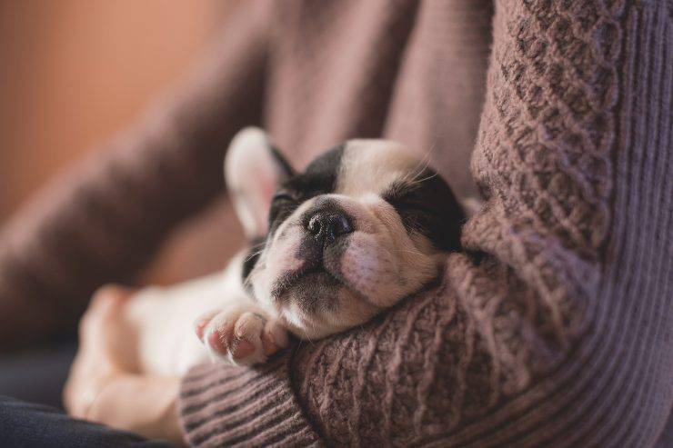 Il tumore in fido