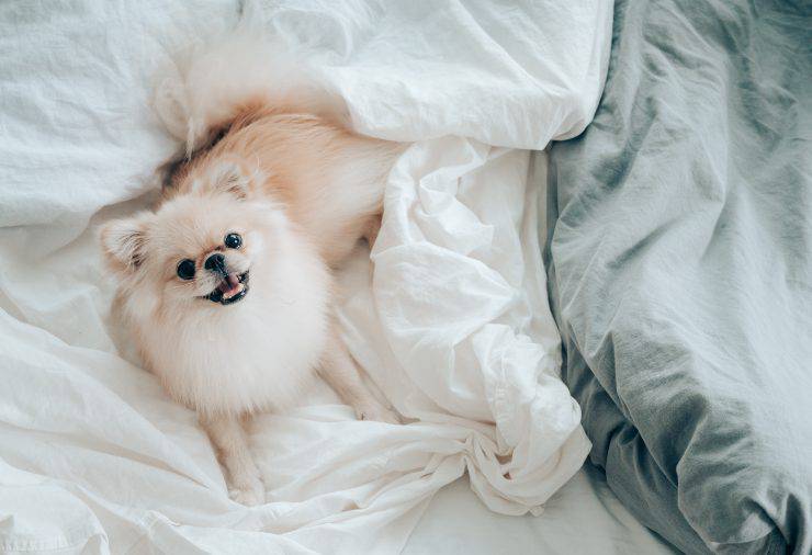 Razze canine molto piccole