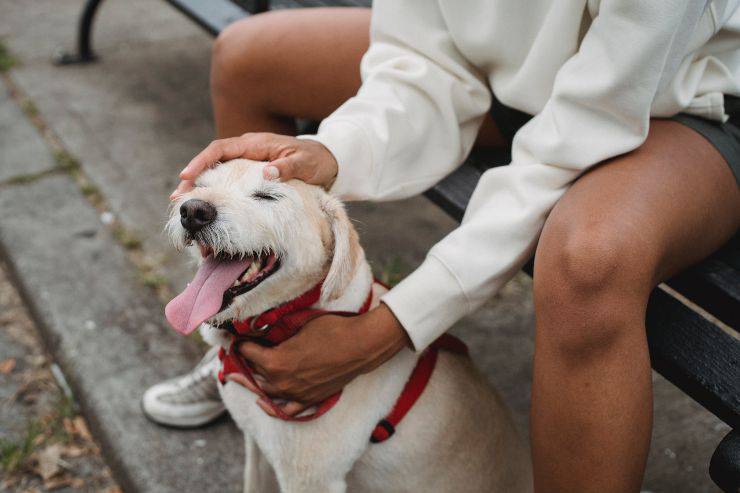 Abituare fido a tenere la museruola
