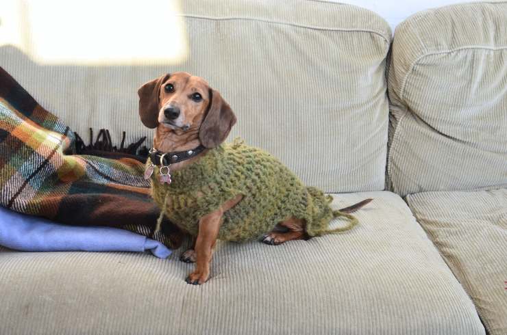 Il comportamento del cane