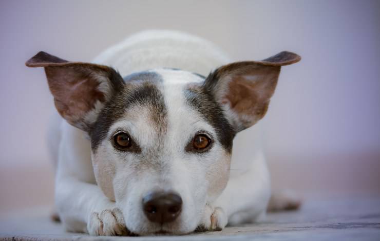 Fido sbatte contro mobili