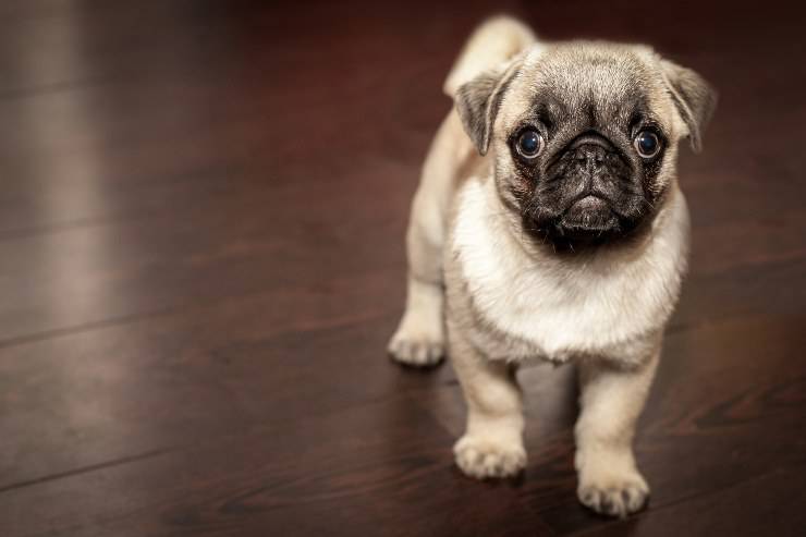 Il cane sbatte contro gli oggetti