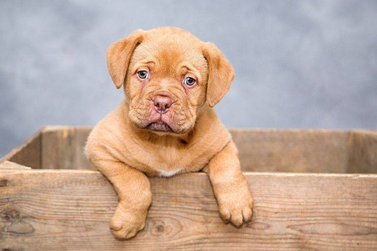 Come accogliere un nuovo cane in casa Come accogliere un nuovo cane in casa