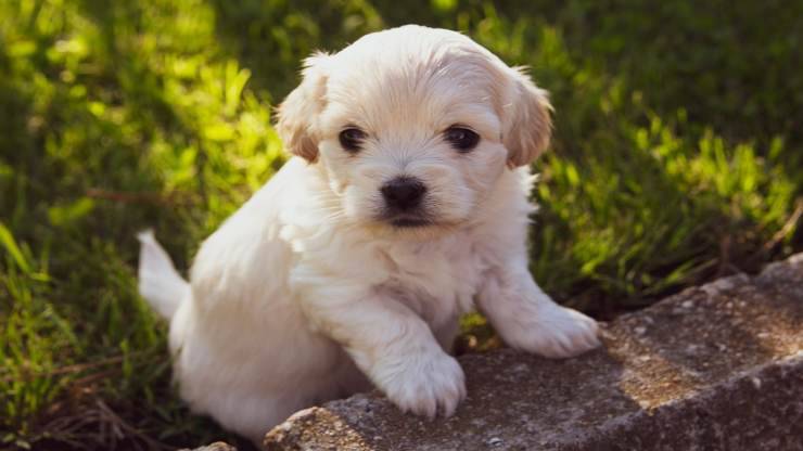 Cucciolo (Foto Pixabay)