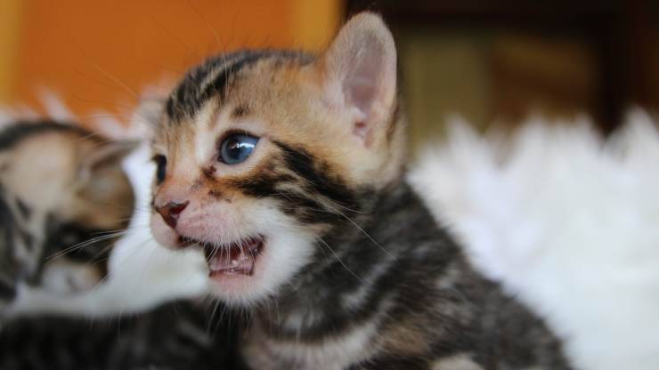 razze gatti che miagolano