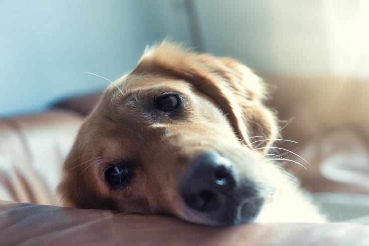 Cane con coccidi
