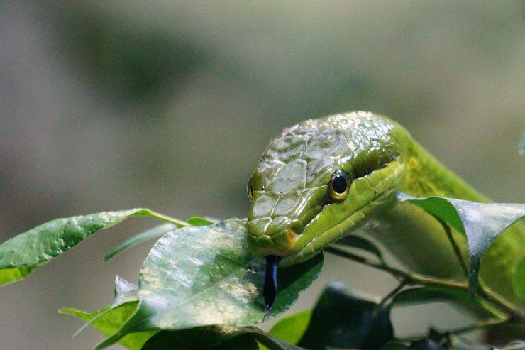 Serpente