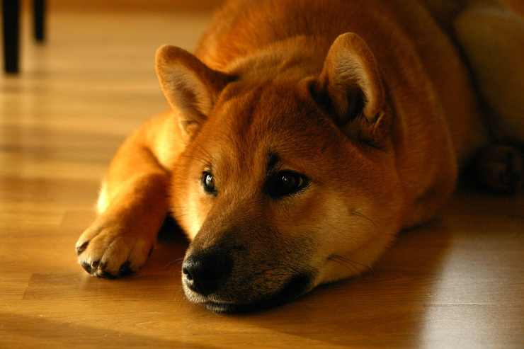 Shiba Inu "offeso" (Foto Pixabay)