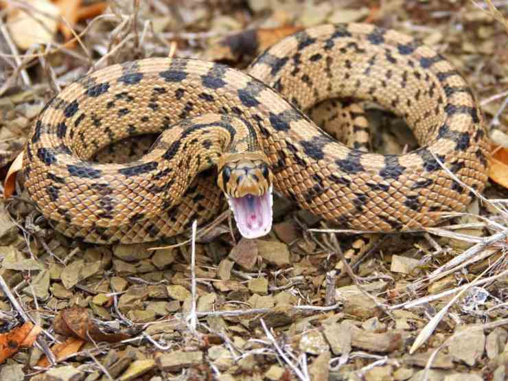 I serpenti sbadigliano I serpenti sbadigliano