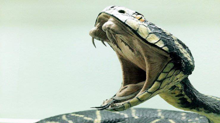I serpenti sbadigliano I serpenti sbadigliano