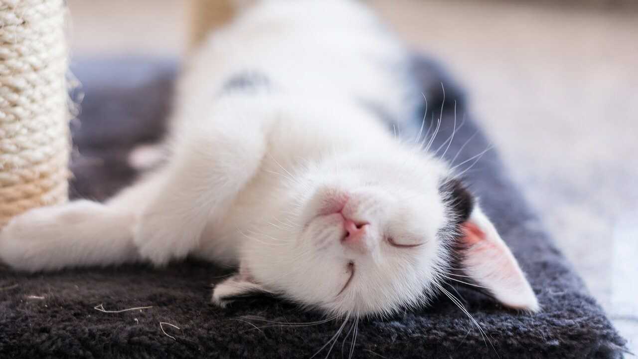 troppe coccole stressano il gatto