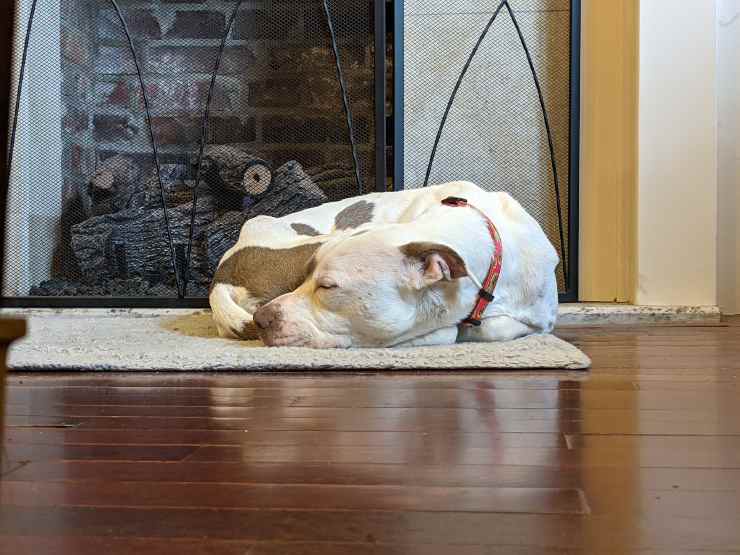 cagnolina Frederica