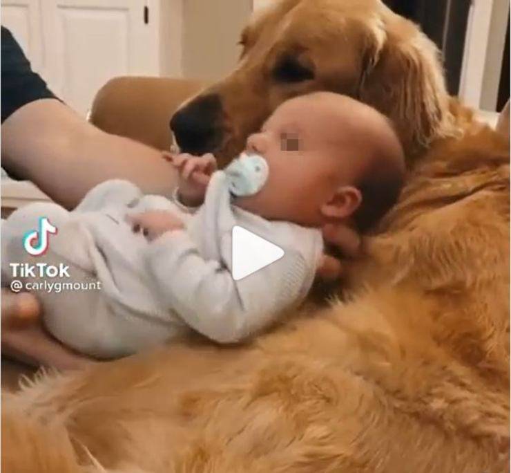 allontanano bambino cane video