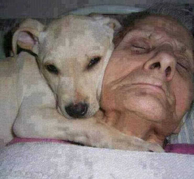 cane proprietaria coma