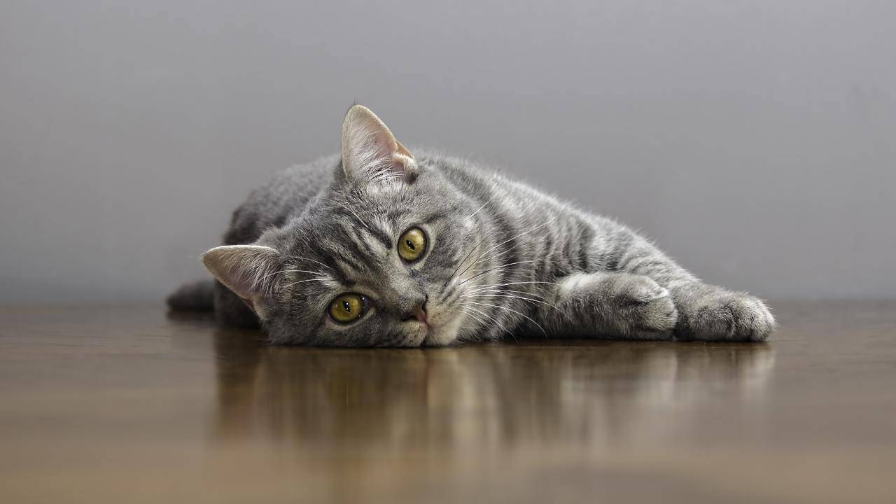 È obbligatorio il microchip per il gatto in Umbria?