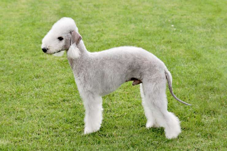 Cura del pelo del Bedlington Terrier