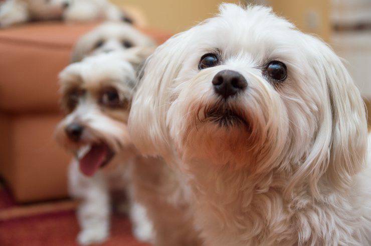 Malattie del Bichon Havanese