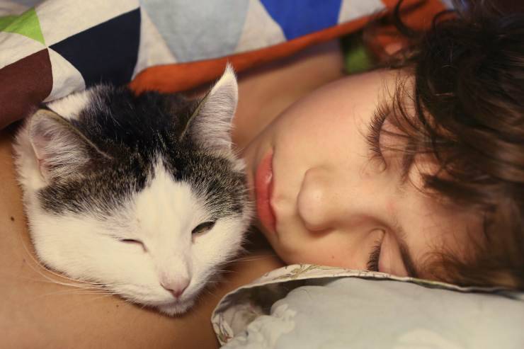 Come si trasmette la micosi da gatto a bambino Micosi da gatto nei bambini