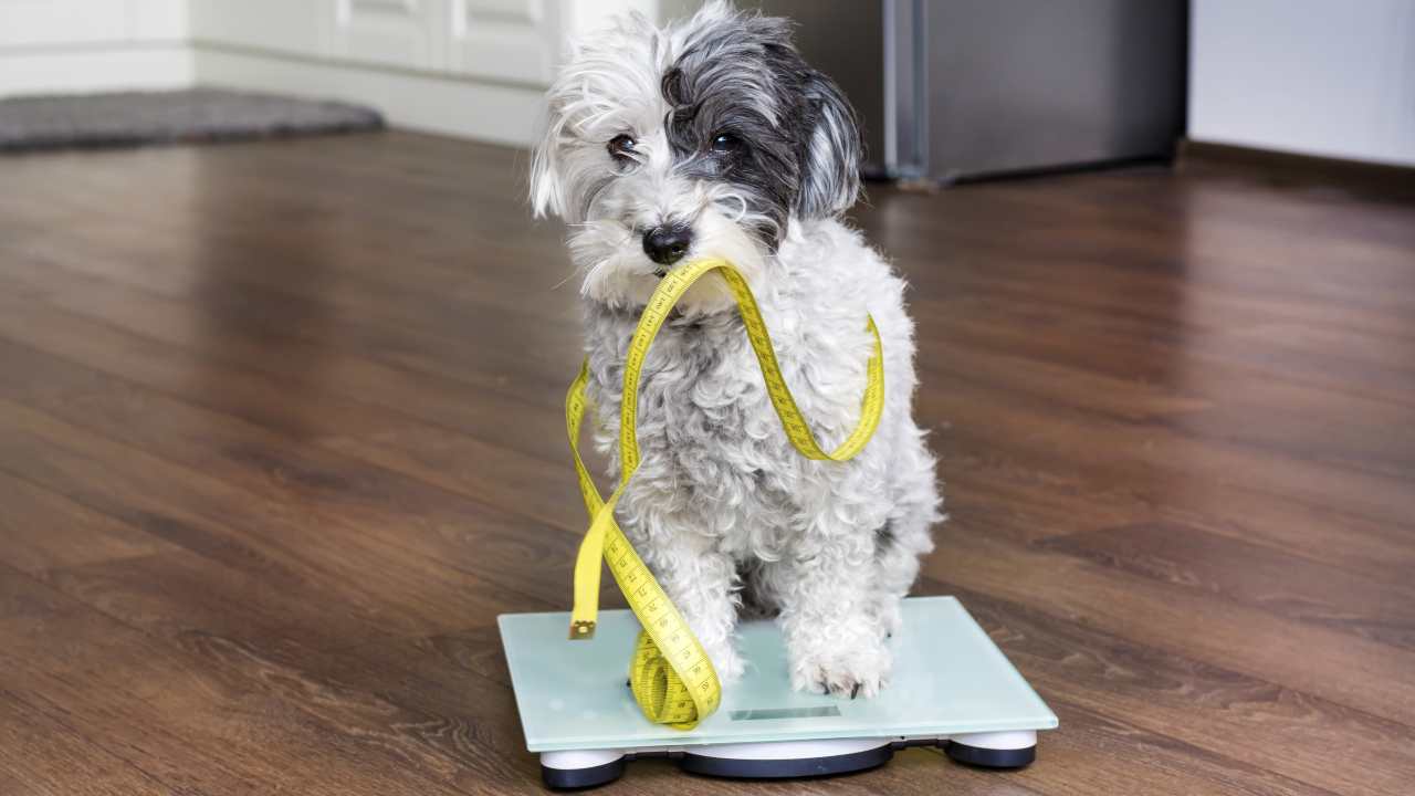 Come scegliere bilancia per il cane