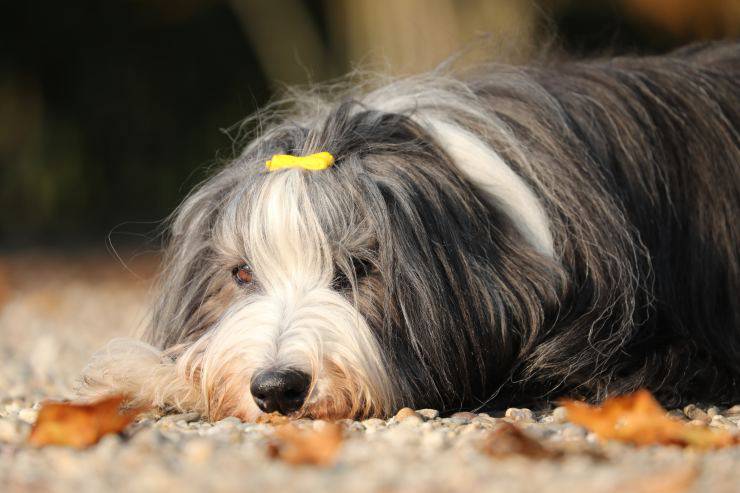 Curiosità sul Bearded Collie