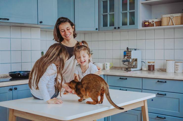 Cibi umani per gatti Cibi umani per gatti