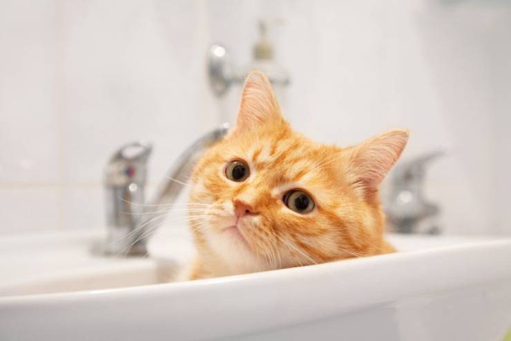 felino nel lavandino
