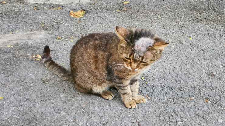 Come si trasmette la micosi da gatto a bambino Micosi da gatto nei bambini