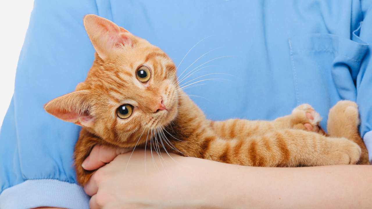 Gatto in braccio dal veterinario Microchip obbligatorio per i gatti in Puglia